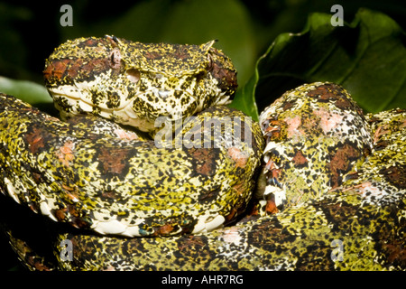 Portrait d'un cil (Bothriechis schlegelii Pit Viper) dans un arbre dans la forêt de nuages de Monteverde Costa Rica. Banque D'Images