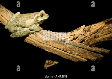 Rainette veiné (alias, lait commun Grenouille, Trachycephalus venulosus) perchées dans un arbre dans la nuit dans une forêt sèche de Costa Rica. Banque D'Images