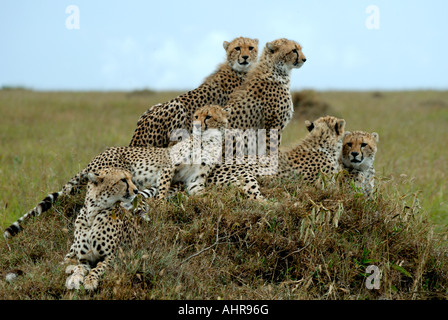 Guépard femelle adulte avec cinq presque plein augmenté d'oursons sur une termitière dans la réserve nationale de Masai Mara au Kenya Banque D'Images