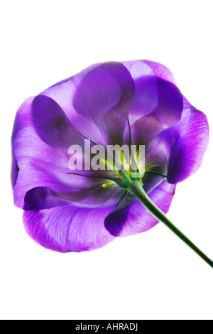 Les Lisianthus Banque D'Images