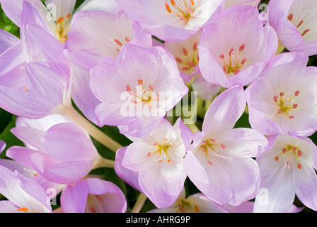 Crocus d'automne, Colchicum 'Giant' Banque D'Images