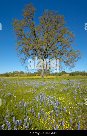 Arbre isolé et coloré bouquet de fleurs de printemps et fleurs lupin violet à partir de la route 58 sur la route de l'ouest du ruisseau Shell Banque D'Images