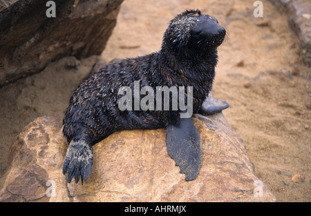 Cap Sud-africain fur seal pup Arctocephalus pusillus pusillus Cape Cross colonie de reproduction en Namibie Banque D'Images
