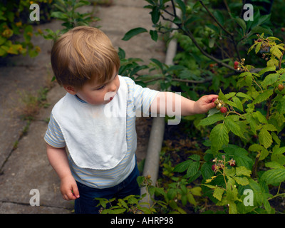 18 mois Boy Picking Raspberries Banque D'Images