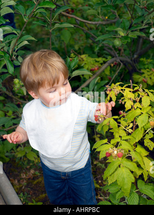 18 mois Boy Picking Raspberries Banque D'Images