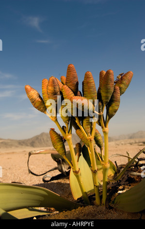 , Welwitschia mirabilis Welwitschis, peuvent vivre plus de 1000 ans, dans l'entraînement Welwitschia Parc National Namib Naukluft, Namibie Banque D'Images