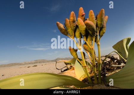 , Welwitschia mirabilis Welwitschis, peuvent vivre plus de 1000 ans, dans l'entraînement Welwitschia Parc National Namib Naukluft, Namibie Banque D'Images