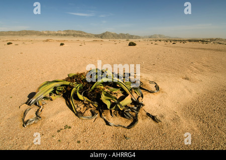 , Welwitschia mirabilis Welwitschis, peuvent vivre plus de 1000 ans, dans l'entraînement Welwitschia Parc National Namib Naukluft, Namibie Banque D'Images