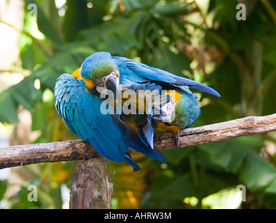 Deux bleu-et-storks (Ciconia ciconia) de mordre l'un l'autre en jeu Banque D'Images