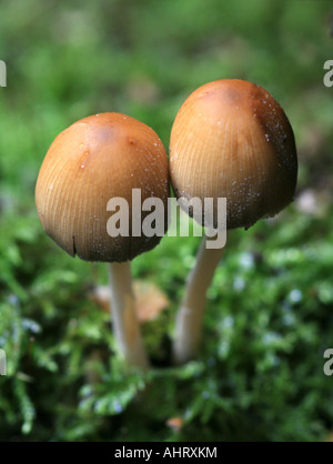 L'encre luisante Caps - Coprinus Micaceus Banque D'Images