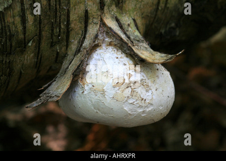 Razor Strop champignon dans les premiers stades de croissance - Polypore du bouleau - Piptoporus betulinus - croissant sur Silver Birch Tree. Banque D'Images