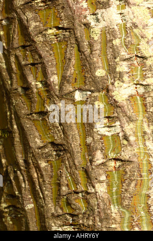 Acer capillipes le serpent rouge Érable écorce Banque D'Images