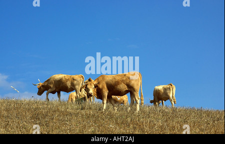 Les vaches paissent dans les champs à sec Banque D'Images