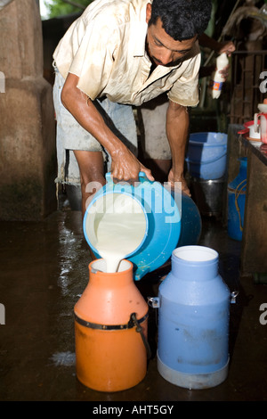 Les travailleurs migrants collecter la production de lait lait après la traite des vaches à la main dans une petite ferme laitière écologique privé. Goa Inde Banque D'Images