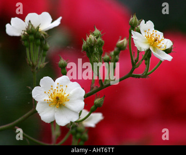 Rambling Rose blanche avec trois bourgeons et fleurs. Banque D'Images