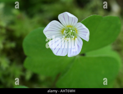 L'oxalide - Oxalis acetosella (Oxalidaceae) croissant dans les bois Banque D'Images