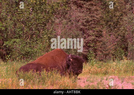 Bison (Bison bison) étendue sur le sol le long de la route de l'Alaska, le nord de la Colombie-Britannique, British Columbia, Canada - Animaux sauvages Banque D'Images