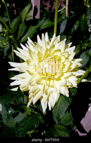 L'horticulture. dahlia soleil ruskin. asteraceae. des composées. Banque D'Images