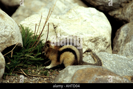 Alberta CANADA Juin Golden fuligineux Citellus lateralis Écureuil un écureuil terrestre qui ressemble à un raton laveur Banque D'Images