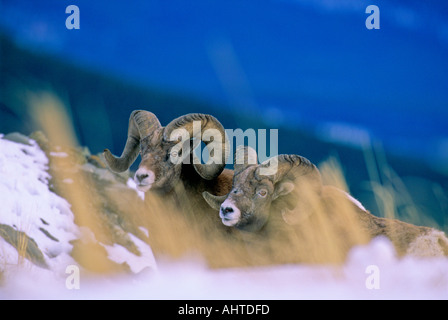 Deux mouflons Banque D'Images