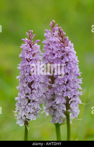 Dactylorhiza fuchsii repéré commun trois orchidées fleurs BBOWT Ragpits Aston Clinton Chilterns UK Banque D'Images