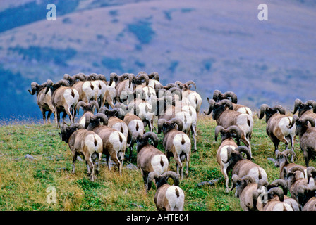 Mouflons 26 Banque D'Images