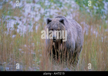Grizzli 11 Banque D'Images