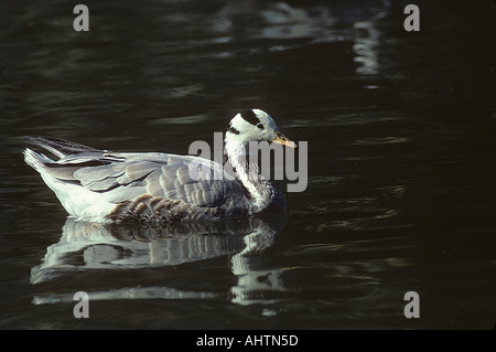 Bar SNA71984 Oie Anser indicus d'oiseaux de Bharatpur Rajasthan Inde Banque D'Images