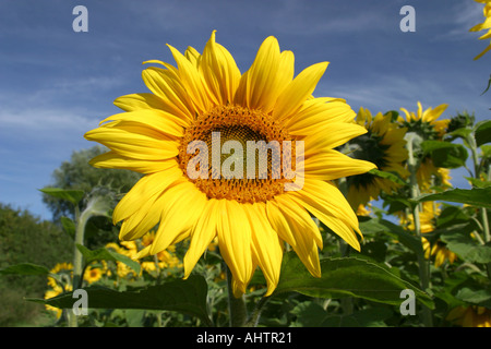 Tournesols UK Banque D'Images