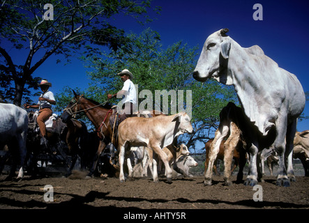 Costa Rica, costa rica cow-boys, cow-boys, père et fils, l'élevage des vaches, des troupeaux bovins, élevage, canas, province de Guanacaste, Costa Rica Banque D'Images