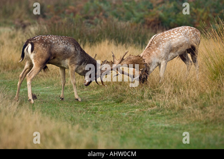 Daims Cervus dama combats durant la saison du rut Richmond Park Londres Banque D'Images