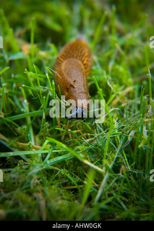 Limace ARION LUSITANICUS, espagnol, également connu sous le nom de limace tueuse. Banque D'Images