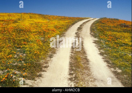 Chemin de terre à travers champs de coquelicots Californie Banque D'Images