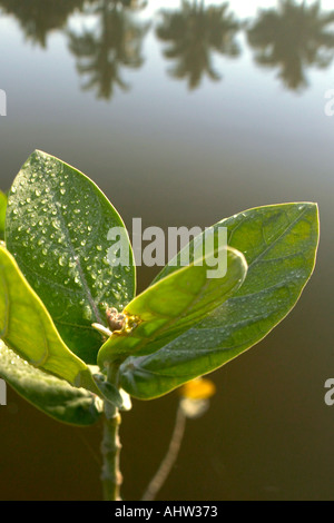 AAD 91604 gouttes de rosée sur feuille verte plante calotropie Aankdo gigantean Gujrat INDE Banque D'Images