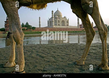 Taj Mahal et chameau. L'Agra. L'Uttar Pradesh. L'Inde Banque D'Images