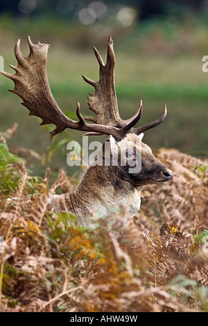 Daims Cervus dama buck standing looking alerte dans les fougères d'automne Londres Richmond Park Banque D'Images