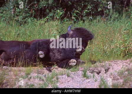 Bison (Bison bison) étendue sur le sol le long de la route de l'Alaska, le nord de la Colombie-Britannique, British Columbia, Canada - Animaux sauvages Banque D'Images