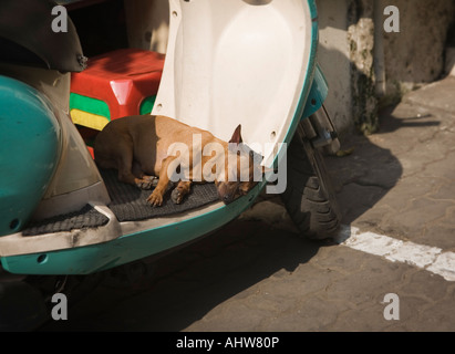 Couchage chien sur une moto dans le vieux quartier Hanoi Vietnam Banque D'Images