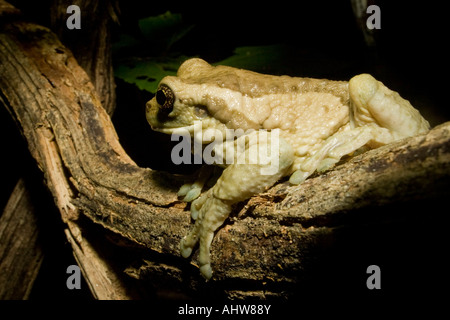 Rainette veiné (alias, lait commun Grenouille, Trachycephalus venulosus) perchées dans un arbre dans la nuit dans une forêt sèche de Costa Rica. Banque D'Images