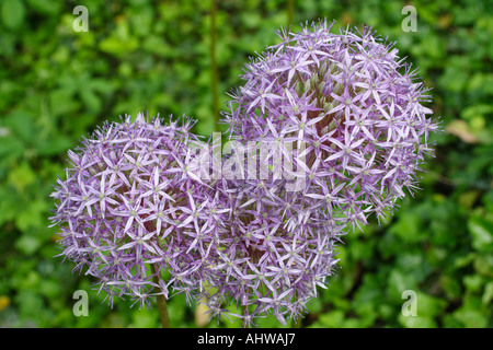 Allium giganteum, également connu sous le nom de l'Oignon géant Banque D'Images