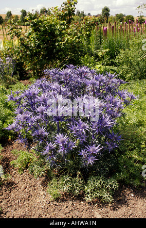 Eryngium tripartitum. eryngo. sea holly. apiacées ombellifères. Banque D'Images