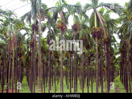 Verdure humide grove de noix de bétel (Areca catechu) palmiers tropicaux en uniforme des lignes avec des grappes de mûrissement des fruits. Goa Inde Banque D'Images