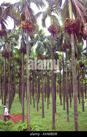 Verdure humide grove de noix de bétel (Areca catechu) palmiers tropicaux en uniforme des lignes avec des grappes de mûrissement des fruits. Goa Inde Banque D'Images