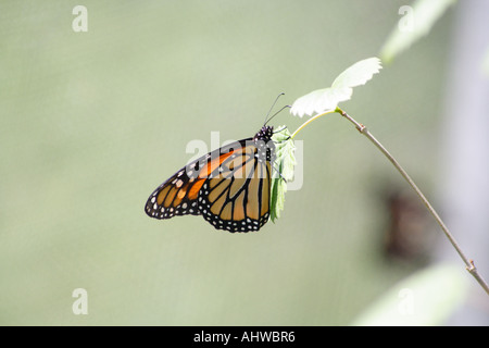 Le monarque (Danaus plexippus) Banque D'Images