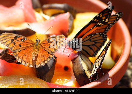 Le monarque (Danaus plexippus) Banque D'Images