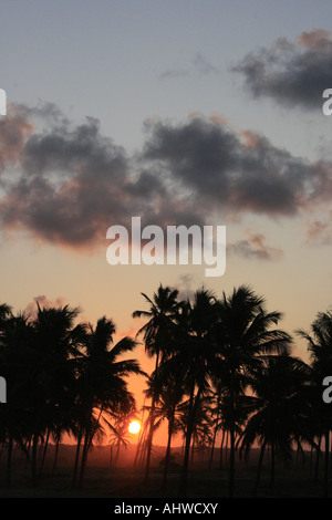 Coucher de soleil derrière les cocotiers près de Praia do forte, Salvador, Bahia, Brésil Banque D'Images