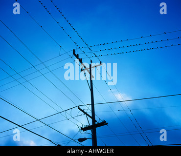 Vue à la recherche jusqu'à un passage des fils téléphoniques avec des oiseaux pirched sur eux Banque D'Images