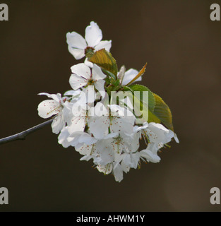 Le Merisier (Prunus avium) blossom Banque D'Images