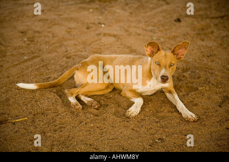 Chien Banque D'Images