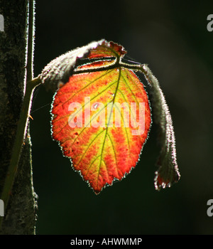 Bramble leaf éclairé par la fin de l'automne, soleil, montrant des poils sur la feuille Banque D'Images